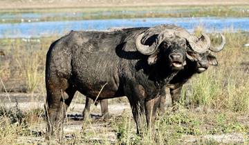 Kwai,Moremi Game Reserve,Savuti and Chobe National Park 09Days/08Nights