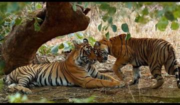 Golden Triangle Tour with Ranthambore Tiger National Park Tour