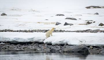 Photo Trip to Polar Bear Country