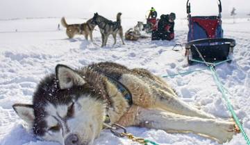 Husky-Sterntouren im Hochfjäll