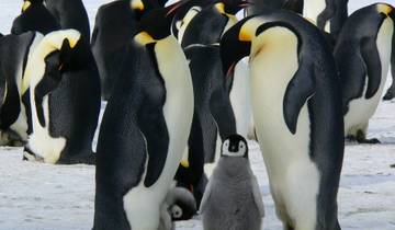 In Search of Emperor Penguins Tour