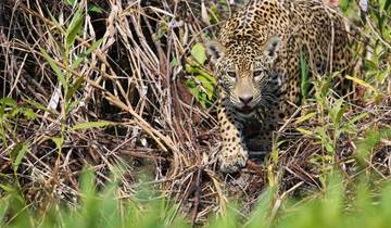 Im Reich des Jaguars Rundreise