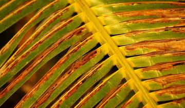 8 Days in Fiji, incl. Mamanucas and Yasawa Islands