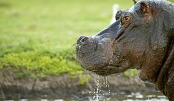 Rhino Tracks, Hippo Pools and Elephant Trails Tour