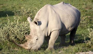 Traces de rhinocéros, mares d'hippopotames et pistes d'éléphants