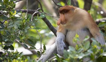 16 Day Borneo Itinerary, incl. Kuching and Kota Kinabalu