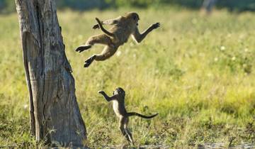 Botswana-Safari: Die Höhepunkte