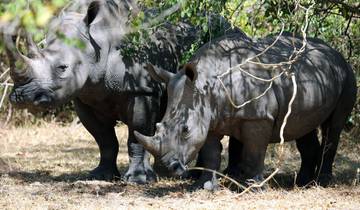 In die Welt der Primaten eintauchen