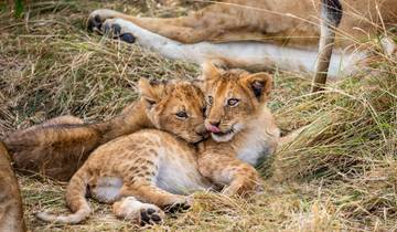 Sur les traces de la grande migration des animaux (8 destinations)