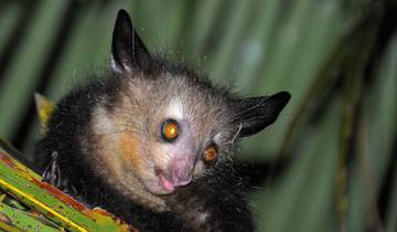 Lemur Safari and Chameleons Tour