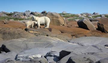 Polar Bears and Belugas on the Churchill River Tour