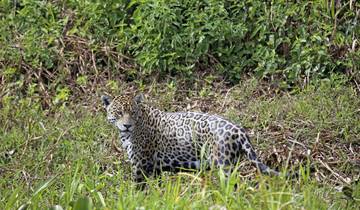 In the Face of Wild Cats: Cougar and Jaguar Tour