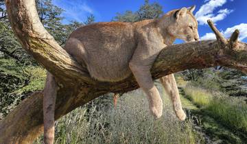 Wale und Pumas hautnah erleben Rundreise