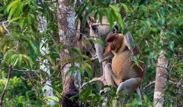 Orangutans, Dragons and Volcanoes Tour