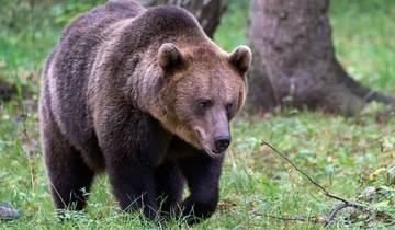 Wilde schoonheid in de Baltische staten - Moren, bossen, Baltische eilanden
