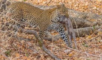 Ungezähmte Wildnis zwischen Luangwa und Sambesi