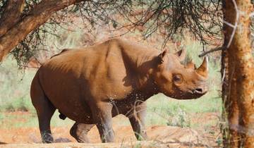 Rhinos between Usambara Mountains and Kilimanjaro