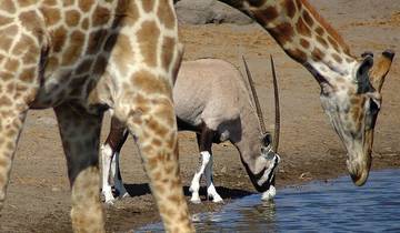 From Etosha National Park to Fish River Canyon