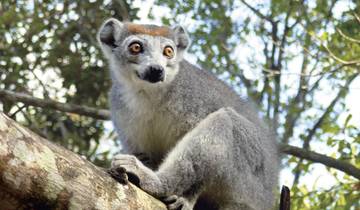 Bambuslemuren und Meer Rundreise