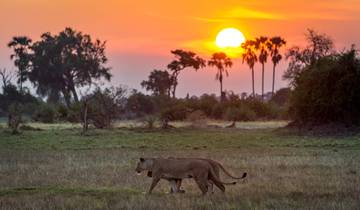 5-daagse Okavango Delta & Moremi Reserve Experience