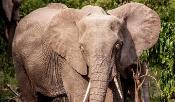 Circuito Safari por Tarangire, el lago Manyara, el cráter del Ngorongoro y el Serengeti 7 días/6 noches