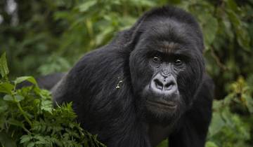 3 Tage Gorilla Trekking Rundreise im Bwindi Wald Uganda - Flugoption