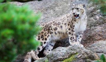14 Days Snow Leopard India Tour Tour