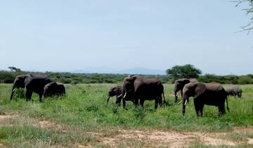 Tarangire National Park Day Trip Safari Tour