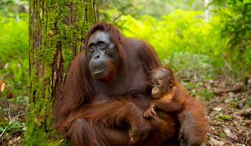 Borneo Wildlife Highlights Tour