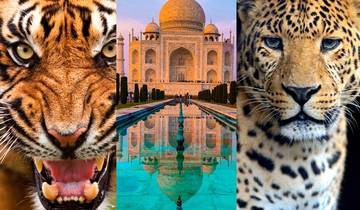Golden Triangle Tour with Ranthambore & Jhalana Leopard Safari (Taj, Tigers and Leopards) Tour