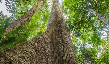 Ecuador: Amazon Jungle Sacha Lodge Short Break Tour