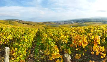 Walking The Vineyards of Champagne Tour