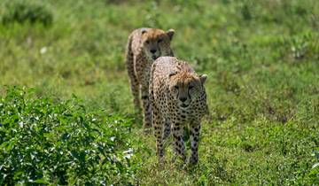 4 days Serengeti Safari from Moshi - Explore an extraordinary 3 most beautiful parks with reasonable price. Tour