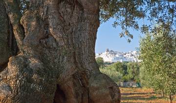 6 Day Puglia Itinerary, incl. Bari and Lecce
