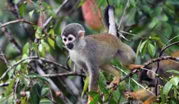 8 Days Cuyabeno Wildlife Reserve and Middle of the World Discovery Tour
