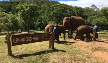 Thailand Elephant Experience: Animal Welfare, Conservation & Jungle Trekking Tour