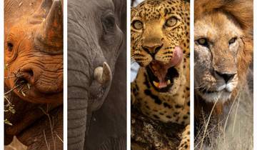Cheetah Luxury Adventure Safari in Tanzania **Sustainable Approach to Travel Tour