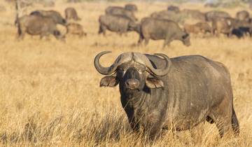 Kruger, Matobo & Falls - 7 days Tour