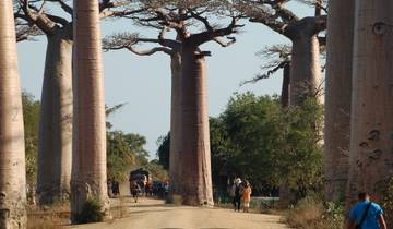 Madagascar Mangoky River / Rainforest & The West 18Days/17Nights.