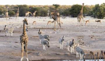 3 Days Etosha Wildlife Safari Namibia (Lodging) Tour