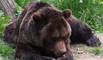 Brown Bear Sanctuary, Bran Castle and Rasnov Fortress Day Tour from Brasov