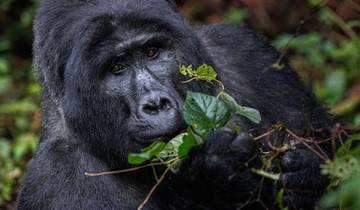 21 Days in East Africa, incl. Rwanda and Tanzania Safari