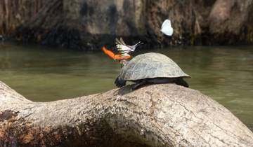 Del sur a la selva: . Cusco - selva amazónica de Tambopata 8 días