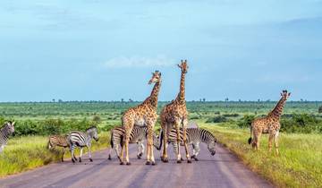 Kruger Safari Experience (Accommodated) - 4 days Tour