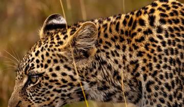 Exclusive Leopard PRIVATE Luxury Safari Tanzania **Sustainable Approach to Travel Tour