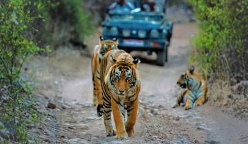 Adventures Ranthambore Wildlife Safari Tour From Delhi with Safari Rides