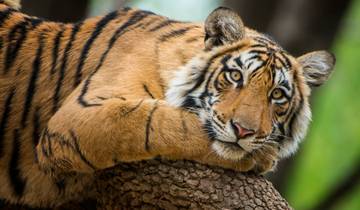 Adventures Ranthambore Wildlife Safari Tour From Delhi with Safari Rides