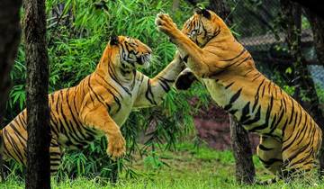 Adventures Ranthambore Wildlife Safari Tour From Delhi with Safari Rides