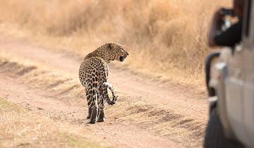 6 jours : Les grands félins du Tarangire, du Serengeti et du cratère du Ngorongoro en exclusivité circuit