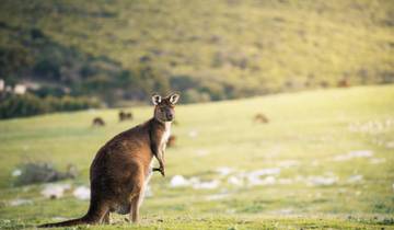 3- Day Kangaroo Island Adventure Tour Tour